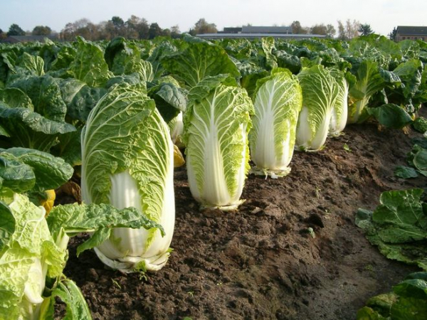 Что такое нитраты в овощах